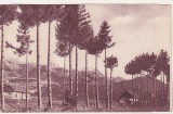 Bnk cp Bran - Vedere - uzata - 1939, Circulata, Printata, Brasov