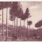 bnk cp Bran - Vedere - uzata - 1939