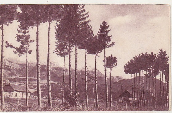 bnk cp Bran - Vedere - uzata - 1939
