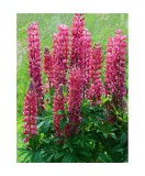 Radacini Lupine My Castle, Lupin rosu, I