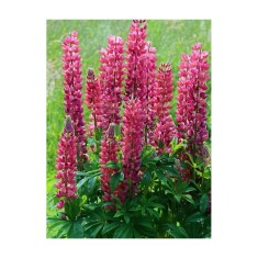 Radacini Lupine My Castle, Lupin rosu, I
