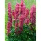 Radacini Lupine My Castle, Lupin rosu, I