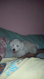 V&acirc;nd Bichon maltez alb, Pedigree