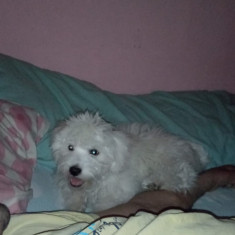 Vând Bichon maltez alb