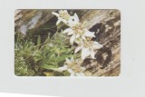bnk card Cartele telefonice - Romania Romtelecom 2003 Flowers 6 - Col:RO-ROM-0178B