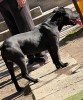 Vand pui de american staffordshire terrier in varsta de 6 luni jumatate, Royal Canin