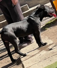 Vand pui de american staffordshire terrier in varsta de 6 luni jumatate