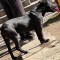 Vand pui de american staffordshire terrier in varsta de 6 luni jumatate