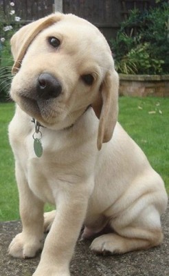 Labrador Retriever foto