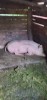 Vand porc 120 kg crescut bio