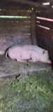 Vand porc 120 kg crescut bio