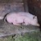 Vand porc 120 kg crescut bio