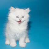 Pui Angora Turceasca Rasa Pura - Disponibil 10 Noiembrie 2026