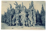 AD 914 C. P. VECHE -SCELLERHAU -RAUHFROST IM SACHS . ERZGEBIRGE -CIRCULATA 1925