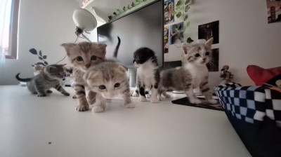 Pisicute 2 luni, vaccinati, deparazitati, cu carnet&amp;nbsp;de&amp;nbsp;sanatate foto