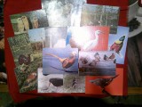 24 Ilustrate - Fauna - Pasari - diverse , 1 circulata