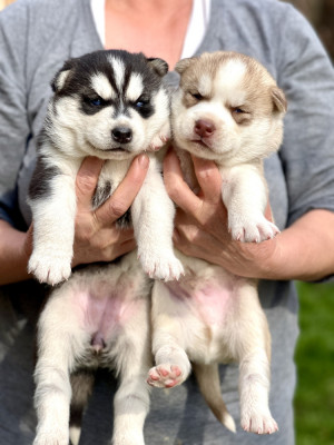 Husky Siberian Puiuți foto