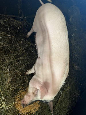 Vand porci pentru carne foto