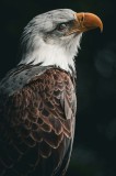Tablou Canvas, "Privirea vulturului majestic &icirc;n zare", Majestic, Regal, Proud, Intense, Vigilant, Powerful, Commanding, Noble, Graceful, 26 x 39 cm, C