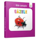 Gazele. Bebe Cunoaste