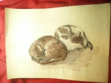 Acuarela - 2 pisici dormind semnat Liuta 1961 ,dim.=42x30cm, Animale, Tempera, Altul