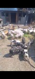 Purcei de v&acirc;nzare