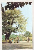 bnk cp Iasi - Teiul lui M Eminescu din gradina Copou - circulata
