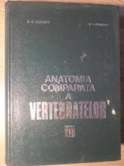 ANATOMIA COMPARATA A VERTEBRATELOR VOL.II (2)-O.C. NECRASOV, G.T. DORNESCU foto