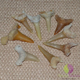 Fosila dinte rechin megalodon 30mm, Stonemania Bijou