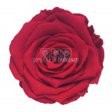 Trandafiri Criogenati XL PIN-03 (&Oslash;6-6,5cm, set 6 buc /cutie)