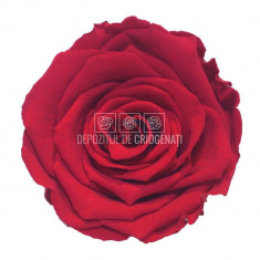 Trandafiri Criogenati XL PIN-03 (Ø6-6,5cm, set 6 buc /cutie)