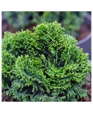 Chamaecyparis obtusa &#039;Nana Gracilis&#039; &ndash; Chiparos japonez pitic, verde &icirc;nchis, plantă la ghiveci 10 cm, Oem