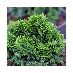 Chamaecyparis obtusa &#039;Nana Gracilis&#039; &ndash; Chiparos japonez pitic, verde &icirc;nchis, plantă la ghiveci 10 cm