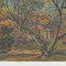 D11 A 56 - Felicitare de colectie - tematica natura - anii 1930