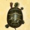 Of Time and Turtles: Mending the World, Shell by Shattered Shell