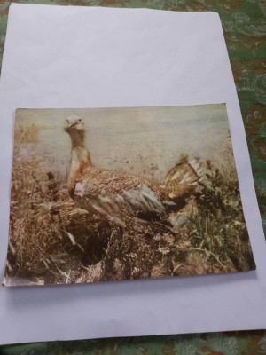 Carte postala dropia foto