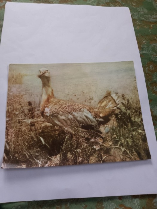 Carte postala dropia