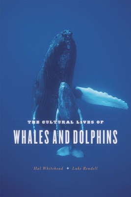 The Cultural Lives of Whales and Dolphins foto