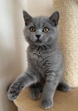 Pui pisica british shorthair