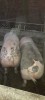 Porci de vanzare 18 lei/kg