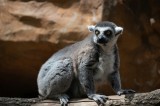 Tablou Canvas, "Lemurul curios &icirc;n lumina soarelui", Nu pot spune cine este &icirc;n imagine, dar pot descrie animalul: Lemur, Coadă, Lungi, Ochi, Galbeni, B