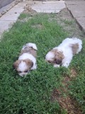 Vand catei shih-tzu, puiuti nascuti la 07.04.2026