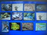 HOPCT LOT NR 30 / 12 CARTONASE - REPTILE / FAUNA- ITALIA