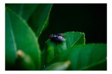 Tablou Canvas, "Musca pe frunză verde intensă", Musca, Frunze, Verde, Natură, Contrast, Detaliu, Microfotografie, Umbră, 39 x 26 cm, CMCLASS