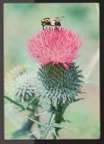 CPIB 24534 CARTE POSTALA - FELICITARE - CRAPUSNIC - CIRSIUM IANCEOLATUM, SCAIETE, ALBINA, NECIRCULATA, 1967