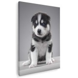 Tablou caine Husky Siberian Tablou canvas pe panza CU RAMA 80x120 cm