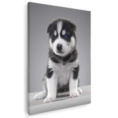 Tablou caine Husky Siberian Tablou canvas pe panza CU RAMA 20x30 cm