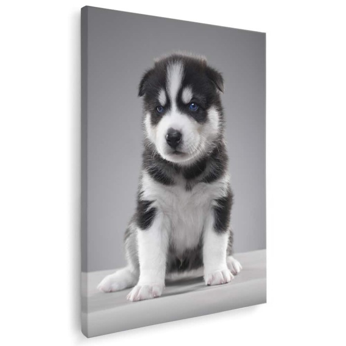 Tablou caine Husky Siberian Tablou canvas pe panza CU RAMA 40x60 cm