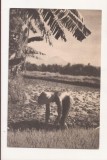 FA107 -Carte Postala- INDONESIA - Rice planting byhabd in Java, necirculata