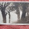 Carte postala, Inundatii pe Borcea/M.H. Georgescu